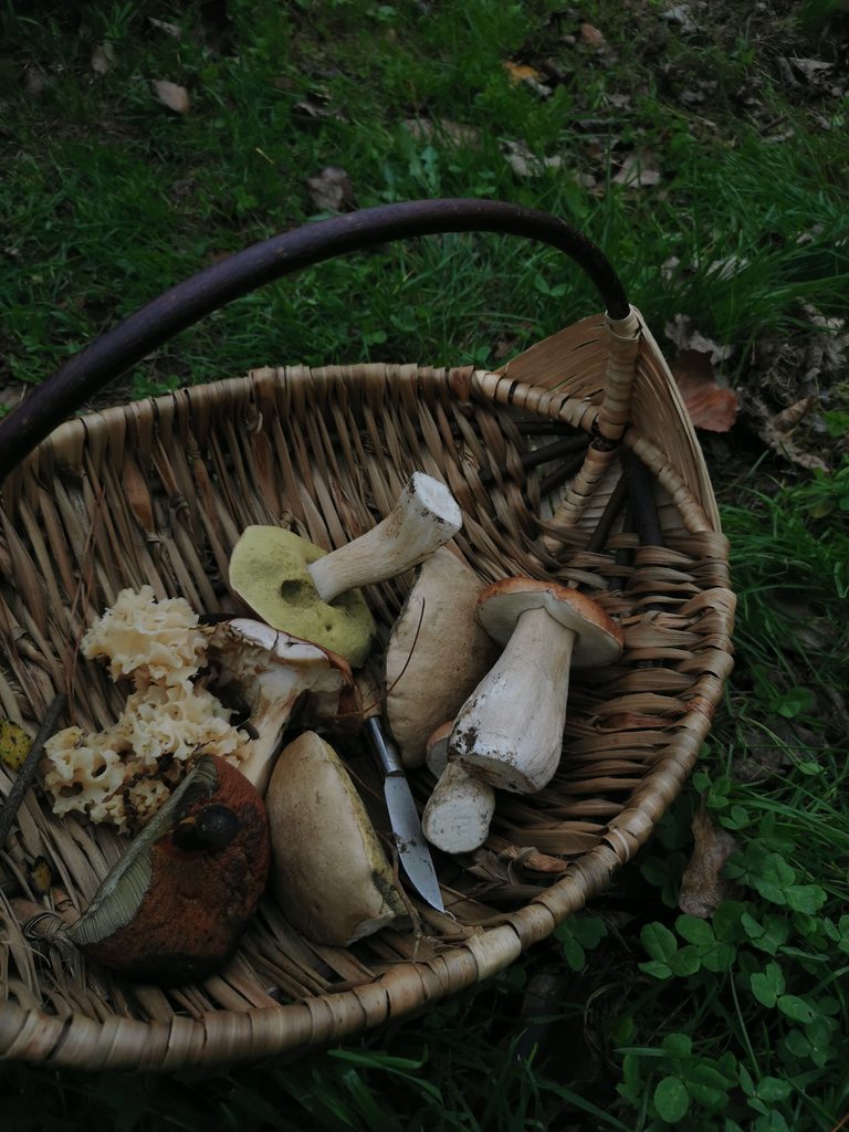 Cesta con setas de temporada recolectadas en la experiencia micológica de Arrueiro